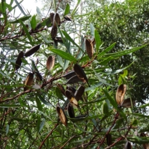 Lomatia myricoides at Paddys River, ACT - 2 May 2015