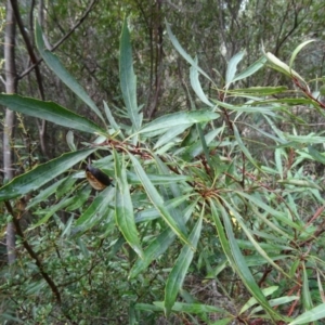 Lomatia myricoides at Paddys River, ACT - 2 May 2015 11:48 AM