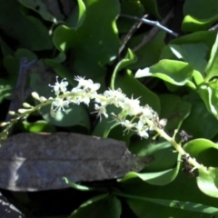 Anredera cordifolia (Madeira Vine) at Campbell, ACT - 4 May 2015 by SilkeSma