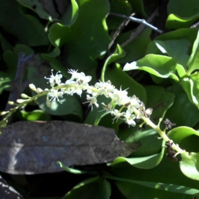 Anredera cordifolia (Madeira Vine) at Campbell, ACT - 4 May 2015 by SilkeSma