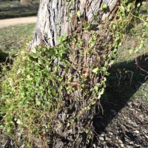 Anredera cordifolia at Campbell, ACT - 4 May 2015