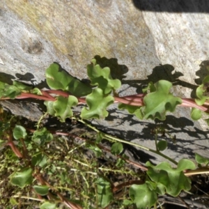 Anredera cordifolia at Campbell, ACT - 4 May 2015