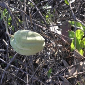 Araujia sericifera at Campbell, ACT - 4 May 2015 04:15 PM