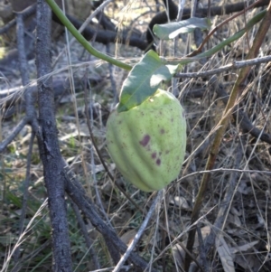 Araujia sericifera at Campbell, ACT - 4 May 2015 04:15 PM