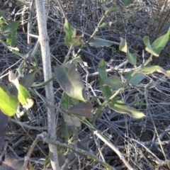 Araujia sericifera at Campbell, ACT - 4 May 2015 04:15 PM