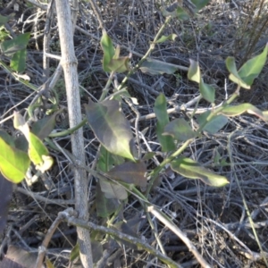 Araujia sericifera at Campbell, ACT - 4 May 2015 04:15 PM