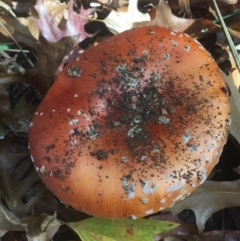 Amanita muscaria (Fly Agaric) at City Renewal Authority Area - 5 May 2015 by AaronClausen