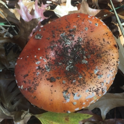 Amanita muscaria (Fly Agaric) at City Renewal Authority Area - 5 May 2015 by AaronClausen