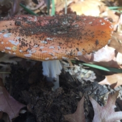 Amanita muscaria at Braddon, ACT - 5 May 2015 12:21 PM