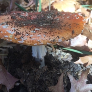 Amanita muscaria at Braddon, ACT - 5 May 2015