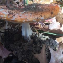 Amanita muscaria at Braddon, ACT - 5 May 2015 12:21 PM