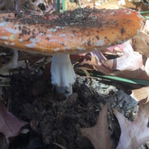 Amanita muscaria at Braddon, ACT - 5 May 2015