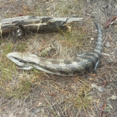 Tiliqua scincoides scincoides (Eastern Blue-tongue) at Isaacs, ACT - 1 Jan 2014 by Mike