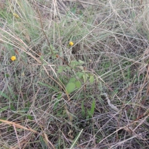 Bidens pilosa at Banks, ACT - 5 May 2015