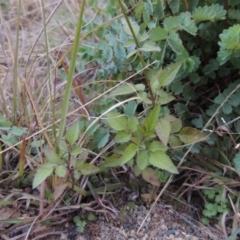 Bidens pilosa (Cobbler's Pegs, Farmer's Friend) at Banks, ACT - 5 May 2015 by michaelb