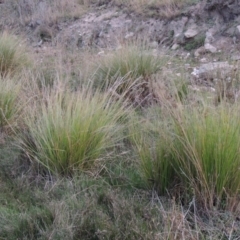 Carex appressa (Tall Sedge) at Rob Roy Range - 5 May 2015 by MichaelBedingfield