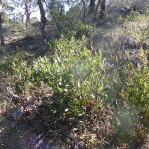 Hardenbergia violacea at O'Malley, ACT - 5 May 2015 10:25 AM