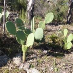 Opuntia ficus-indica (Indian Fig, Spineless Cactus) at O'Malley, ACT - 5 May 2015 by Mike