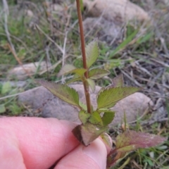 Bidens pilosa (Cobbler's Pegs, Farmer's Friend) at Rob Roy Range - 5 May 2015 by MichaelBedingfield