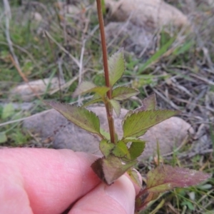 Bidens pilosa at Rob Roy Range - 5 May 2015 06:35 PM