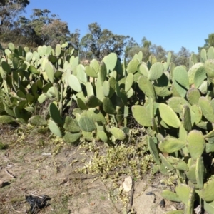 Opuntia ficus-indica at O'Malley, ACT - 5 May 2015 10:18 AM