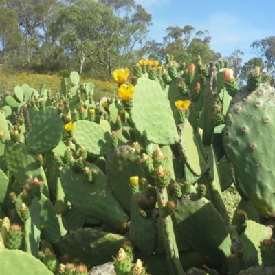 Opuntia ficus-indica (Indian Fig, Spineless Cactus) at O'Malley, ACT - 2 Dec 2013 by Mike