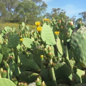 Opuntia ficus-indica at O'Malley, ACT - 2 Dec 2013