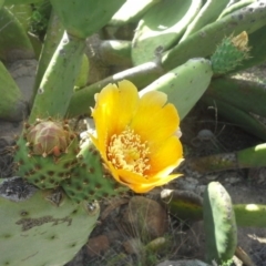 Opuntia ficus-indica at O'Malley, ACT - 2 Dec 2013 05:08 PM