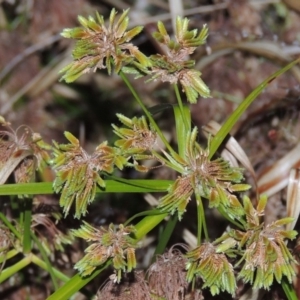 Cyperus eragrostis at Rob Roy Range - 5 May 2015 06:49 PM