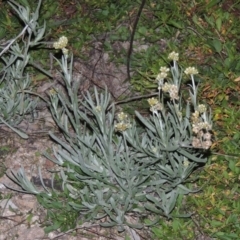 Pseudognaphalium luteoalbum (Jersey Cudweed) at Rob Roy Range - 5 May 2015 by MichaelBedingfield