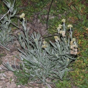 Pseudognaphalium luteoalbum at Rob Roy Range - 5 May 2015