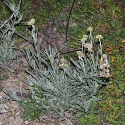 Pseudognaphalium luteoalbum (Jersey Cudweed) at Rob Roy Range - 5 May 2015 by michaelb