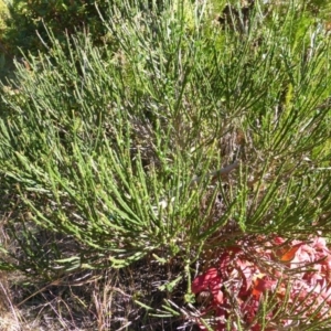 Cytisus scoparius subsp. scoparius at O'Malley, ACT - 5 May 2015