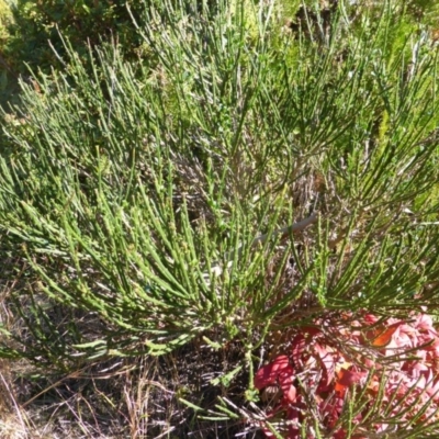 Cytisus scoparius subsp. scoparius (Scotch Broom, Broom, English Broom) at O'Malley, ACT - 5 May 2015 by Mike