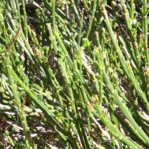 Cytisus scoparius subsp. scoparius at O'Malley, ACT - 5 May 2015