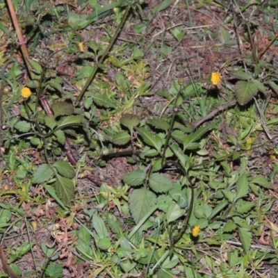 Bidens pilosa (Cobbler's Pegs, Farmer's Friend) at Banks, ACT - 5 May 2015 by michaelb