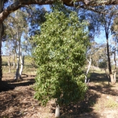 Brachychiton populneus subsp. populneus (Kurrajong) at Scrivener Hill - 5 May 2015 by Mike