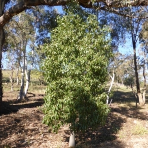 Brachychiton populneus subsp. populneus at O'Malley, ACT - 5 May 2015