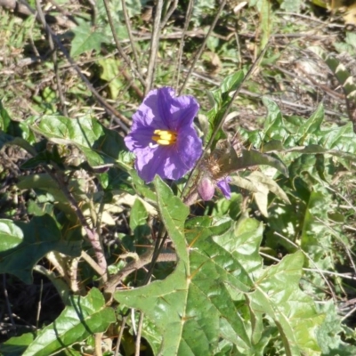 Solanum cinereum (Narrawa Burr) at Scrivener Hill - 5 May 2015 by Mike