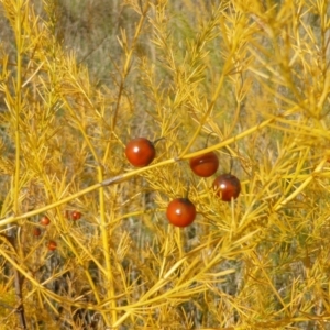 Asparagus officinalis at O'Malley, ACT - 5 May 2015