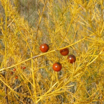 Asparagus officinalis (Asparagus) at Mount Mugga Mugga - 4 May 2015 by Mike