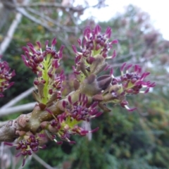 Fraxinus angustifolia (Desert Ash) at Jerrabomberra, ACT - 2 May 2015 by Mike