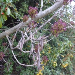 Fraxinus angustifolia at Isaacs Ridge - 2 May 2015