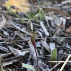Caladenia actensis (Canberra Spider Orchid) at Canberra Central, ACT - 16 Sep 2018 by AaronClausen