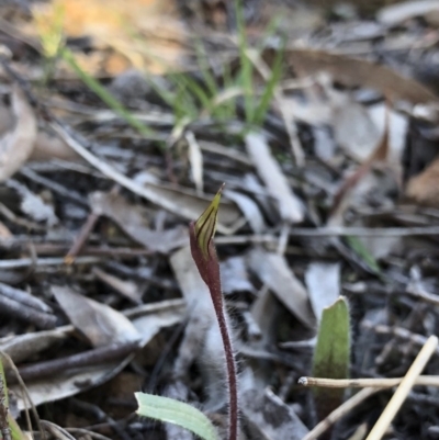 Caladenia actensis (Canberra Spider Orchid) at Mount Majura - 16 Sep 2018 by AaronClausen