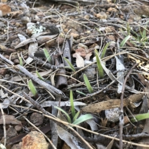 Caladenia actensis at suppressed - 16 Sep 2018