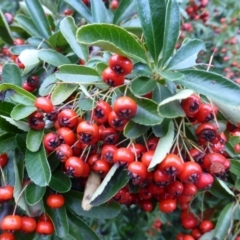 Pyracantha fortuneana (Firethorn) at Isaacs Ridge - 2 May 2015 by Mike