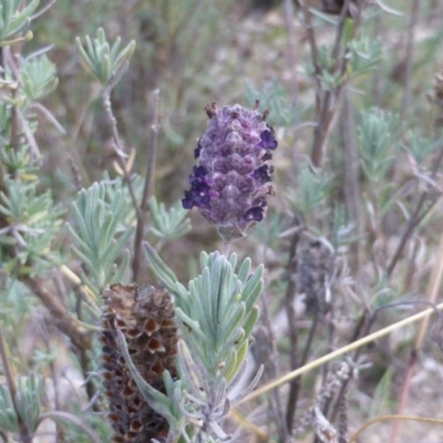 Lavandula stoechas (Spanish Lavender or Topped Lavender) at Isaacs Ridge - 2 May 2015 by Mike