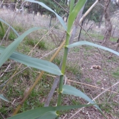Arundo donax (Spanish Reed, Giant Reed) at Jerrabomberra, ACT - 2 May 2015 by Mike
