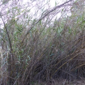 Arundo donax at Isaacs Ridge - 2 May 2015